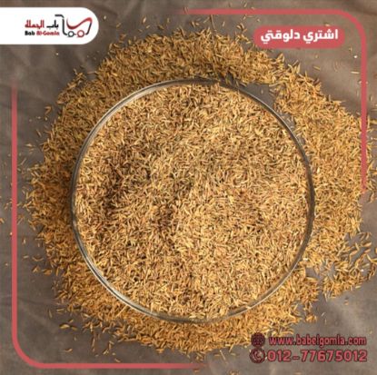 صورة كمون حصي بلدي
